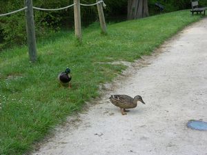 These ducks are enjoying the 4 star smooth path.