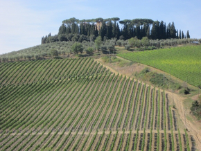 Article - Accessible Driving Tour of Chianti Wineries and Villages 2-2901